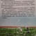 景丰沙漠蜜宝西瓜种子抗病耐旱丰产甜度高