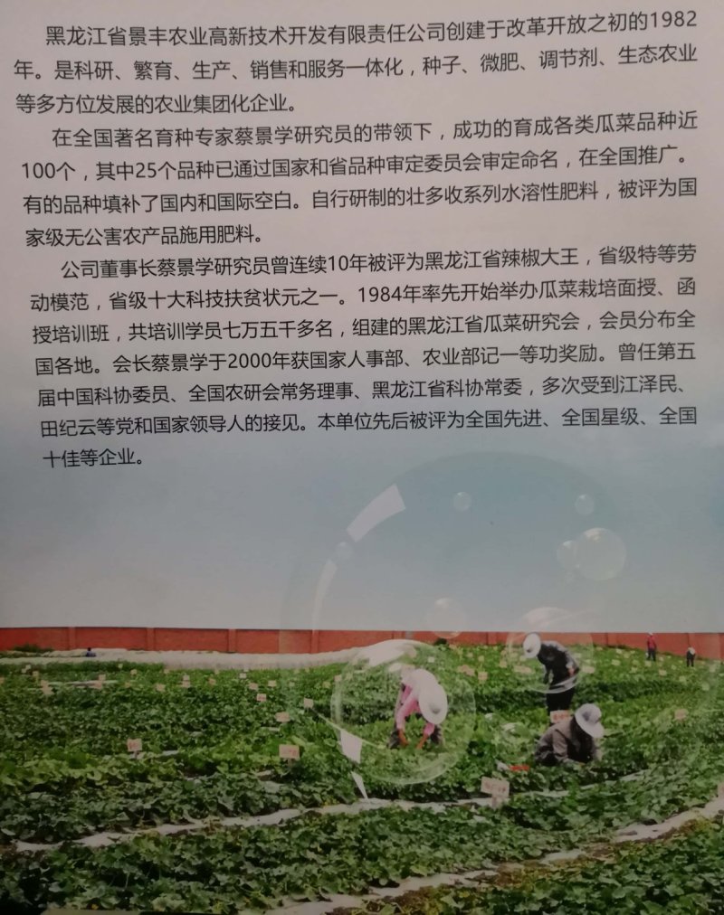 景丰沙漠蜜宝西瓜种子抗病耐旱丰产甜度高