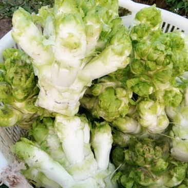 儿菜