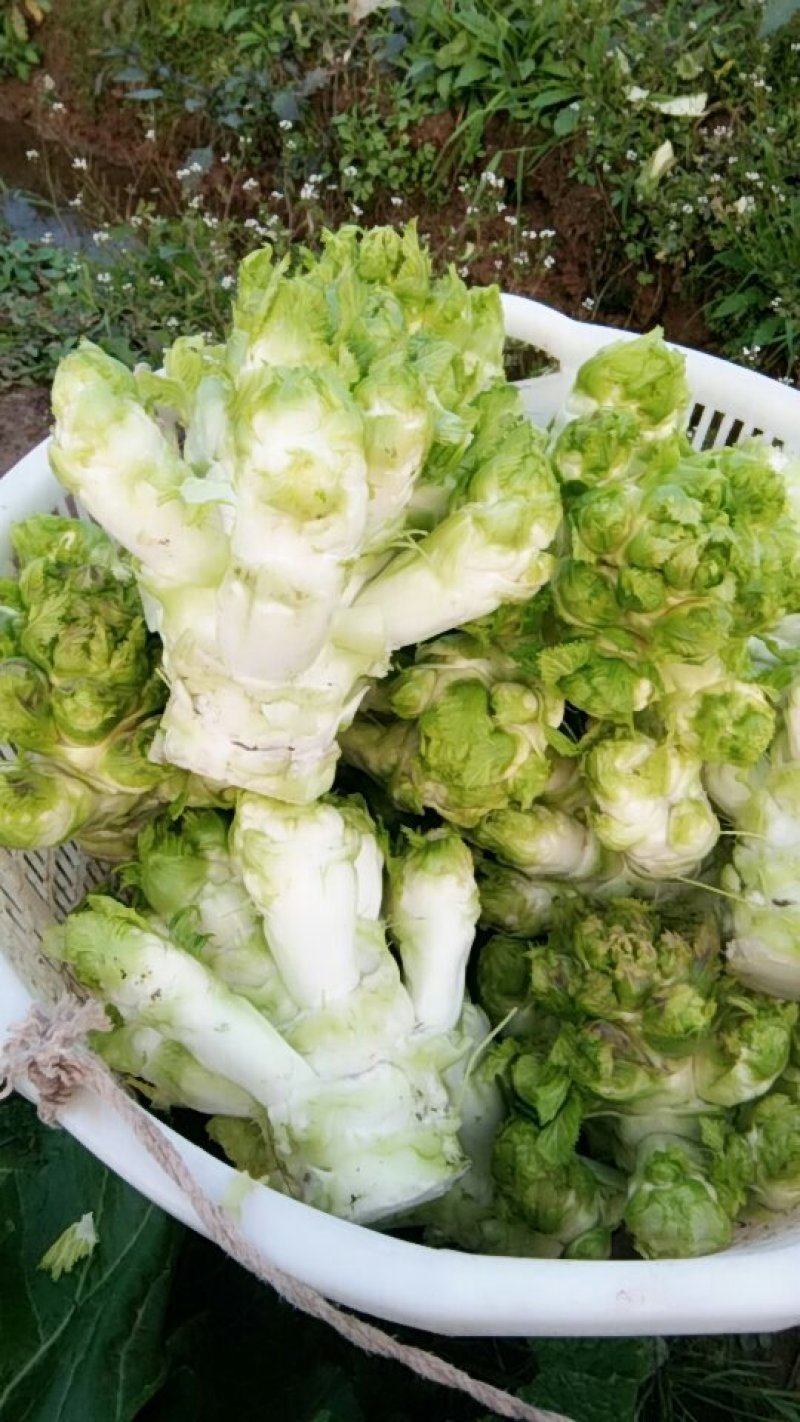 儿菜