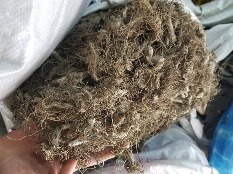 地胆头干货今年新货无硫