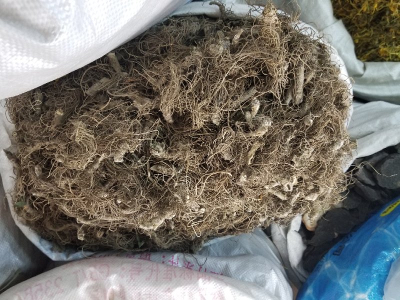地胆头干货今年新货无硫