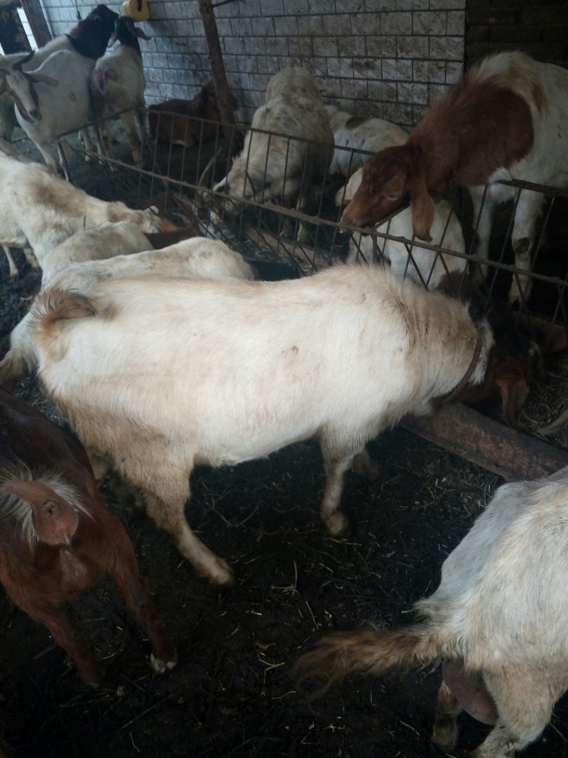 肉用山羊，繁殖小母羊