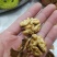 阿克苏185纸皮核桃，5斤全国包邮