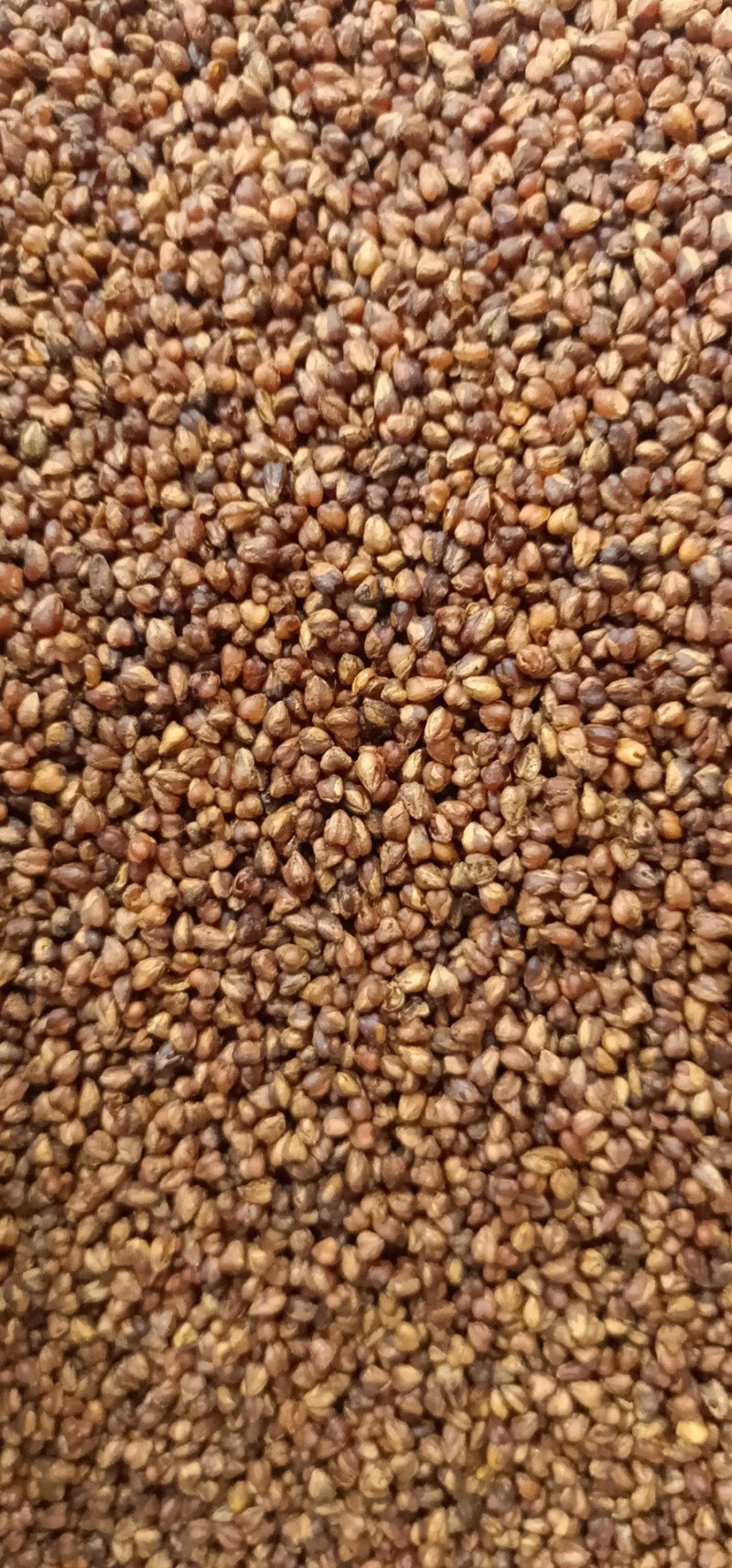 苦荞茶黑苦荞茶黄苦荞茶泡水泡茶均可
