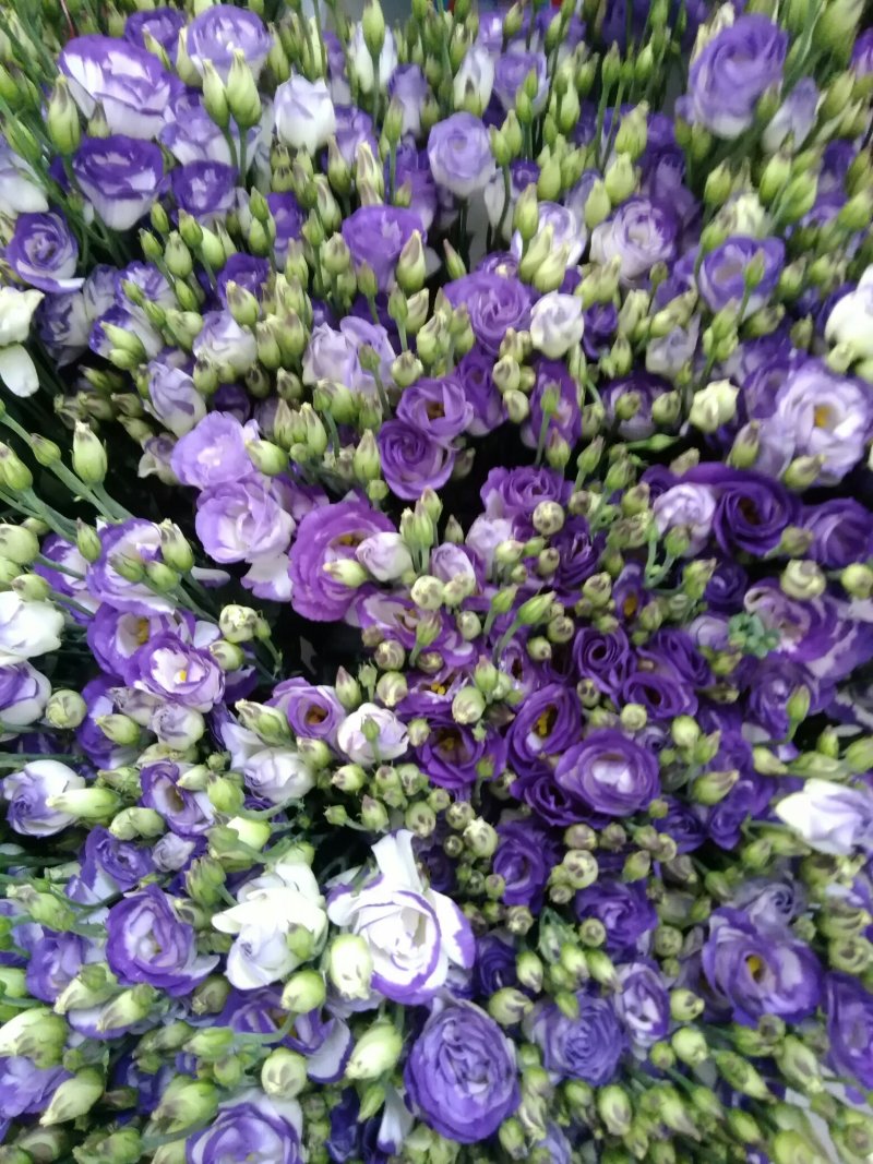 洋桔梗鲜切花
