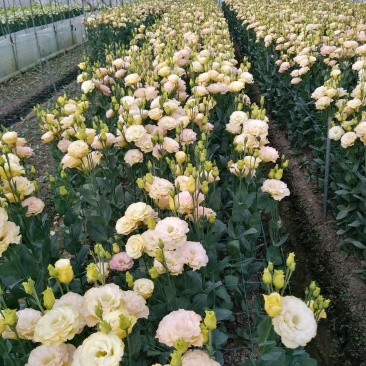 洋桔梗鲜切花