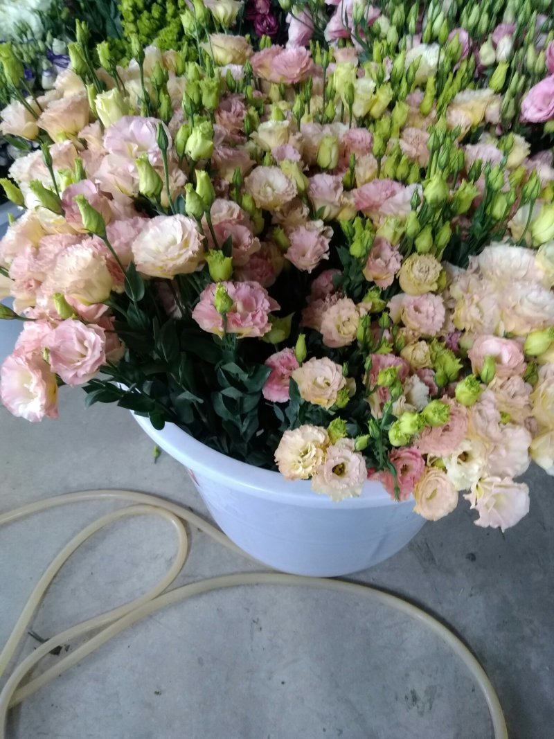 洋桔梗鲜切花