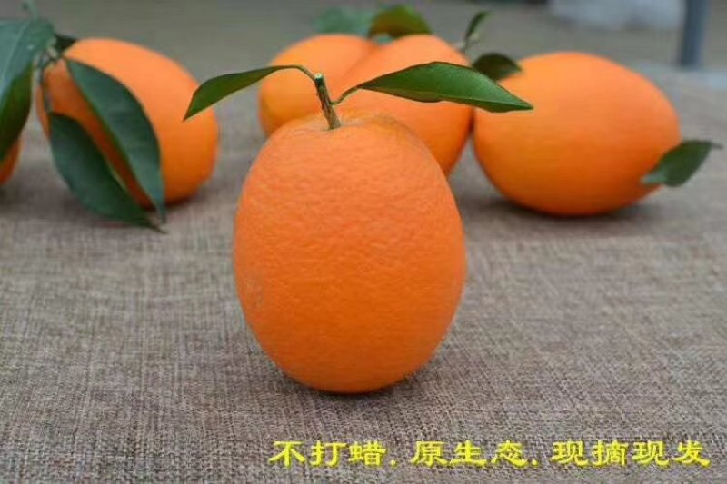 秭归脐橙，果园看货订货，欢迎实地考察现采现发，可对接全国