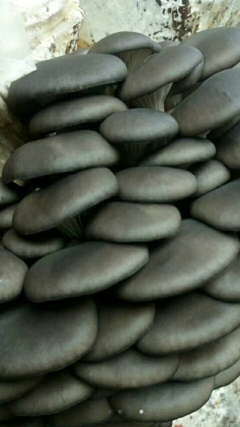 食用菌鲜货希望和经销商老板们合作