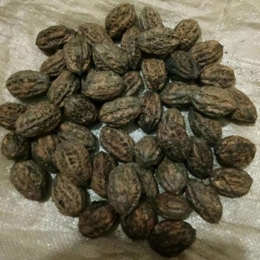 核头