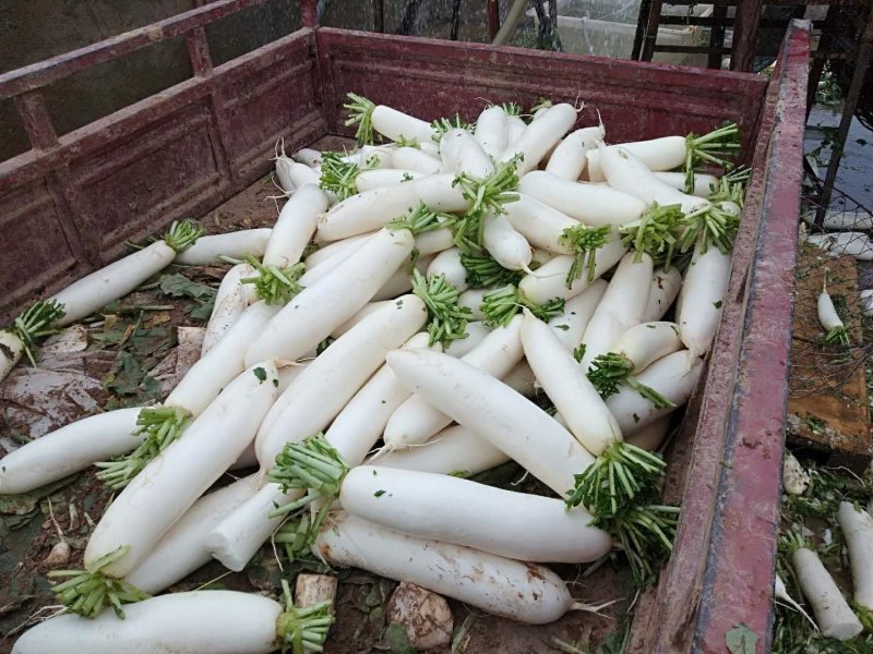 晶莹剔透白萝卜
