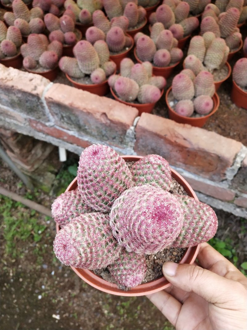 仙人球