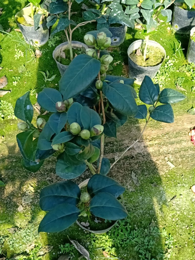 品种茶花之一带苞东方亮白茶花