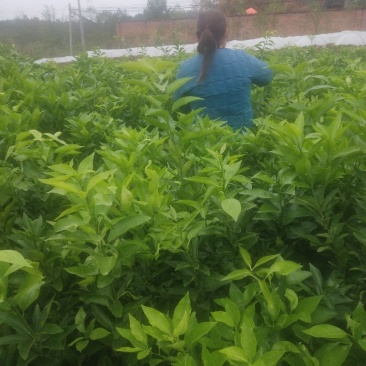 香橙砧沃柑苗技术支持
