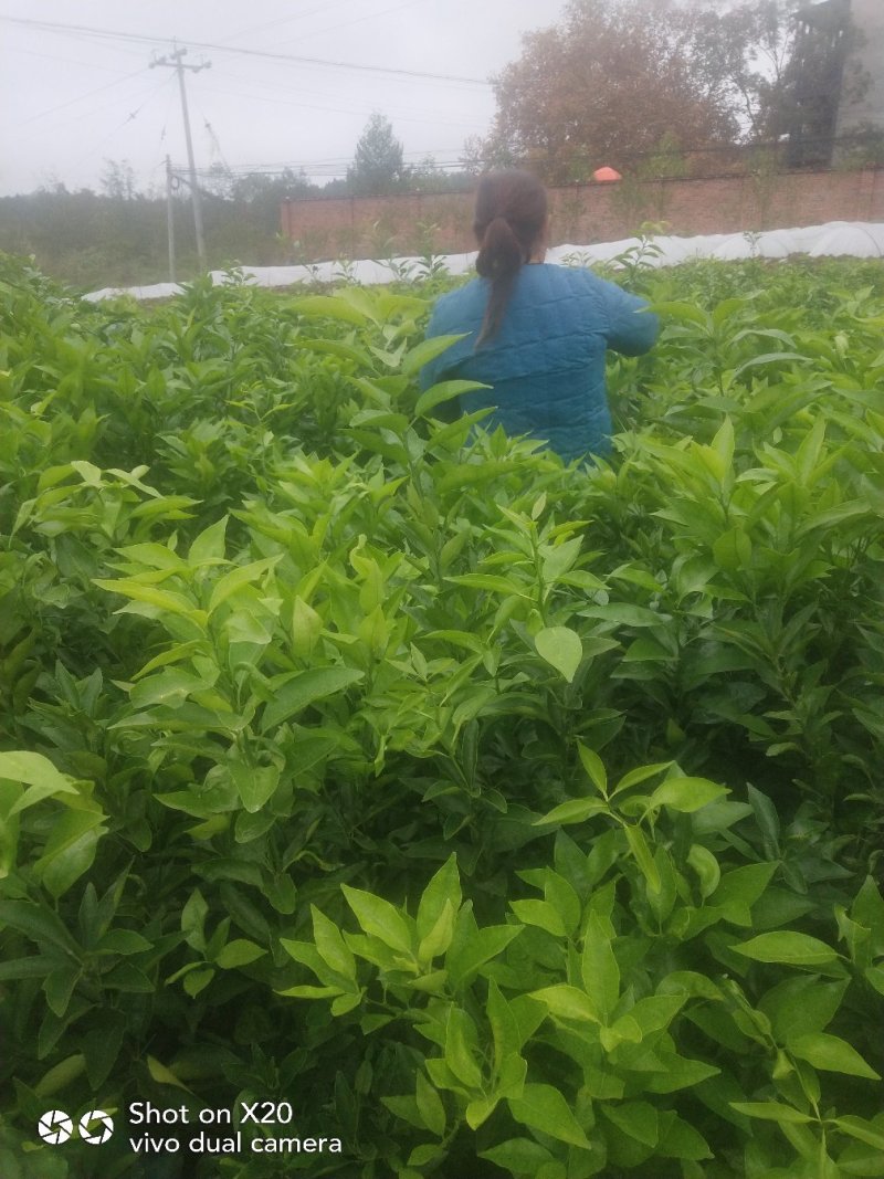 香橙砧沃柑苗技术支持