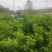 香橙砧沃柑苗技术支持