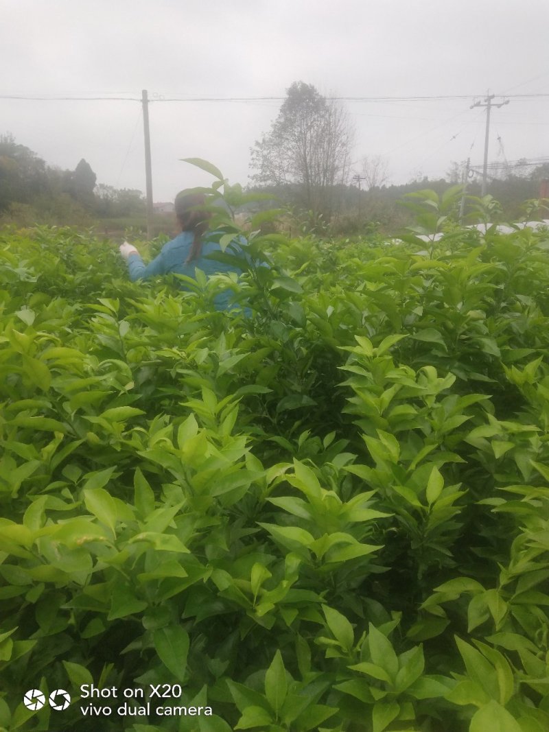 香橙砧沃柑苗技术支持