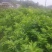 香橙砧沃柑苗技术支持