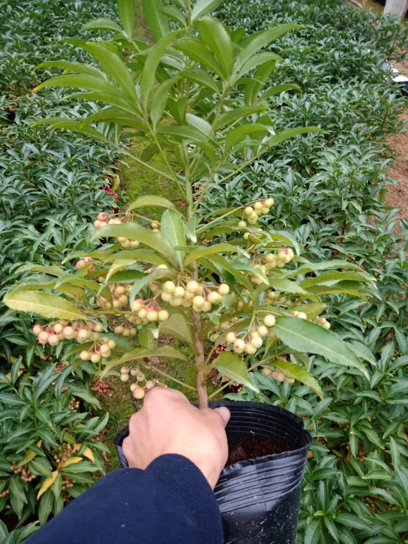 产地直销批发可组盆富贵籽
