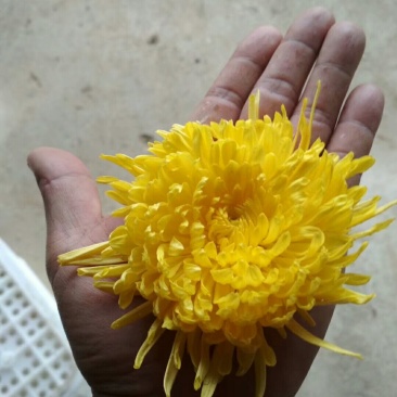 金丝皇菊