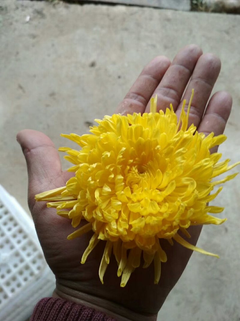 金丝皇菊