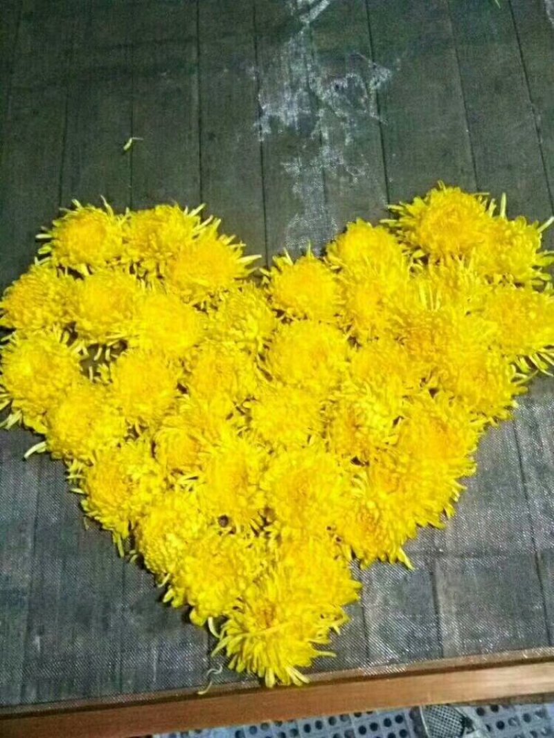 金丝皇菊