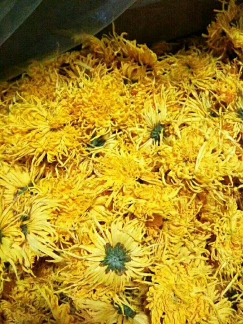 金丝皇菊
