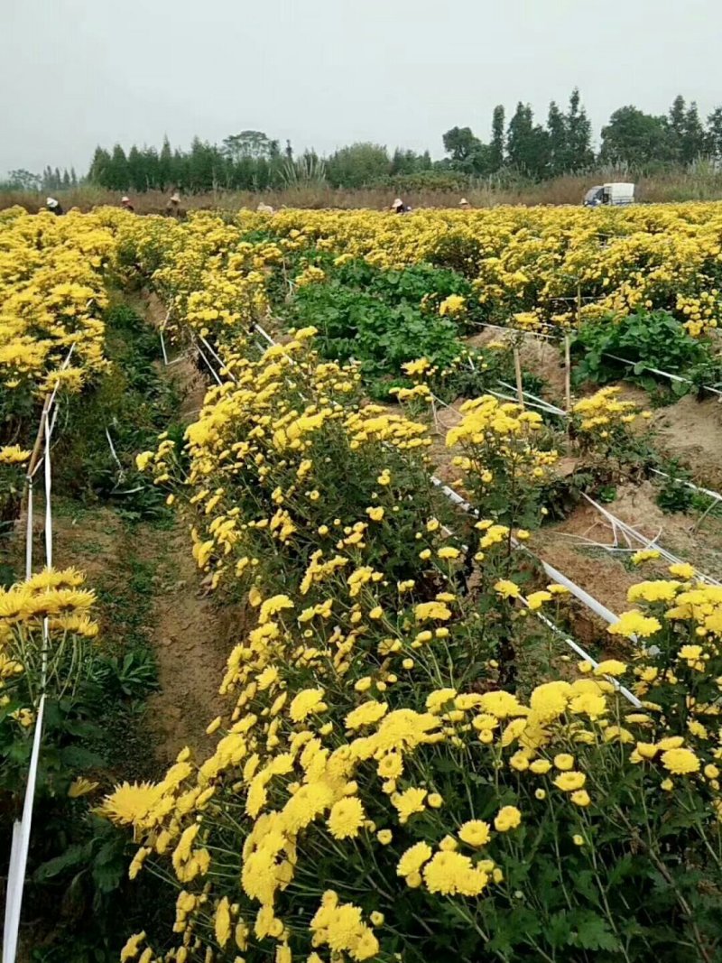 金丝皇菊