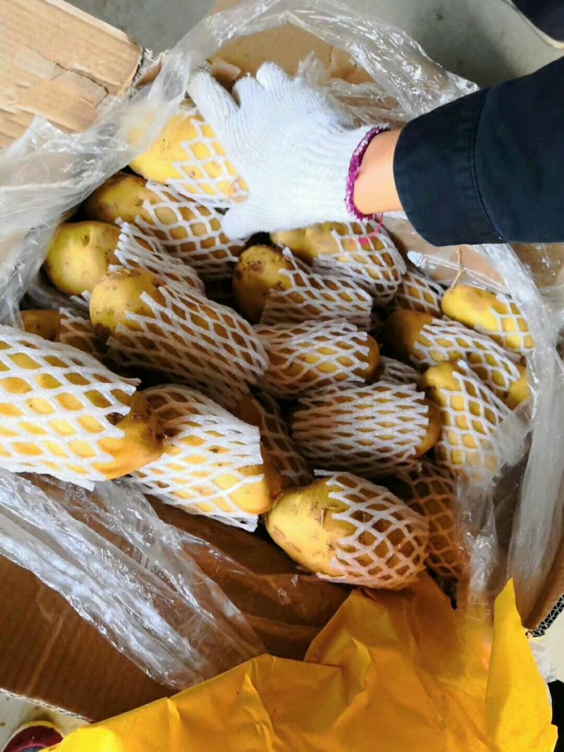【推荐】山东土豆荷兰十五土豆冷库土豆大量供应规格齐全