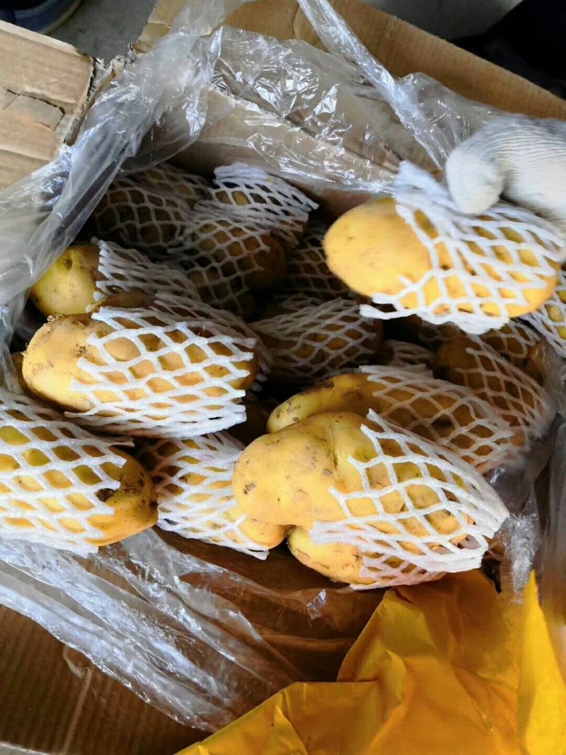 【推荐】山东土豆荷兰十五土豆冷库土豆大量供应规格齐全