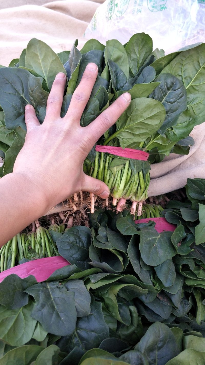 精品黑叶菠菜质量好价格低20～25厘米