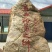 葛根种苗免费技术指导广西无渣粉葛种苗高产粉葛苗