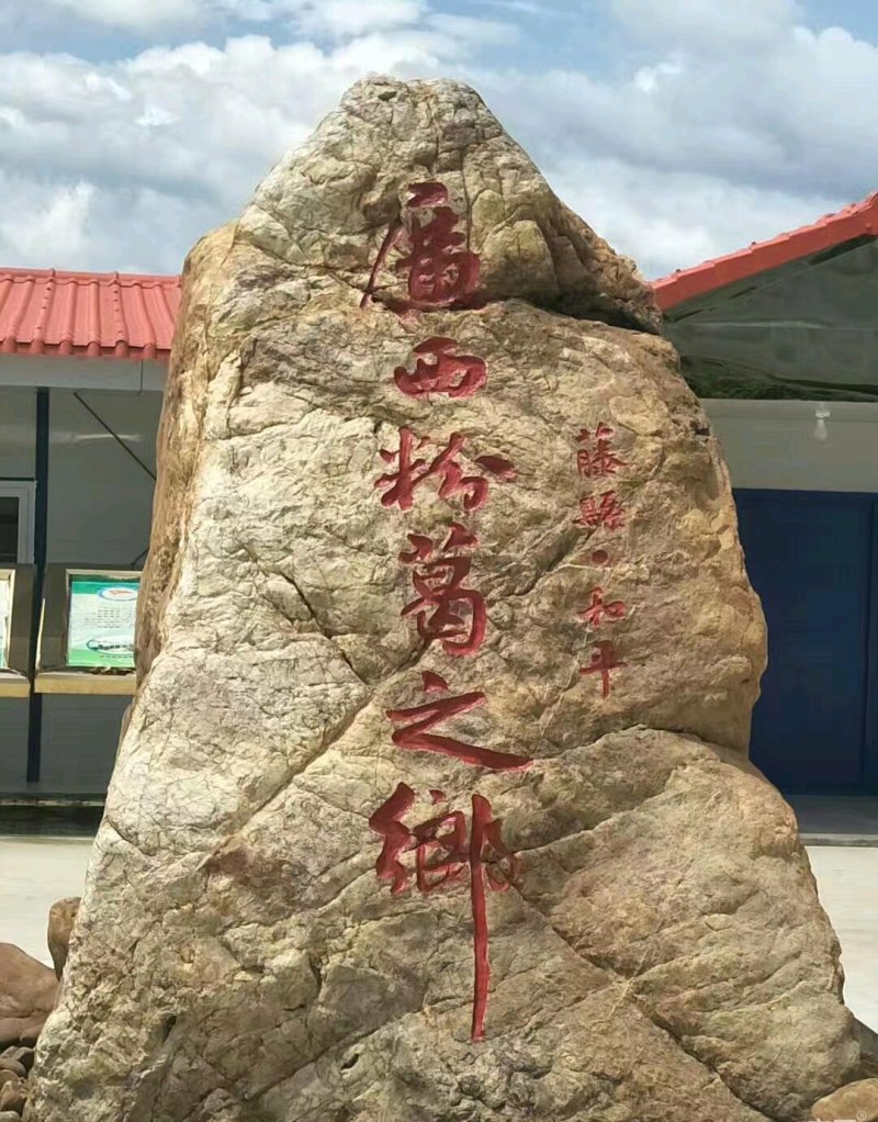葛根种苗免费技术指导广西无渣粉葛种苗高产粉葛苗