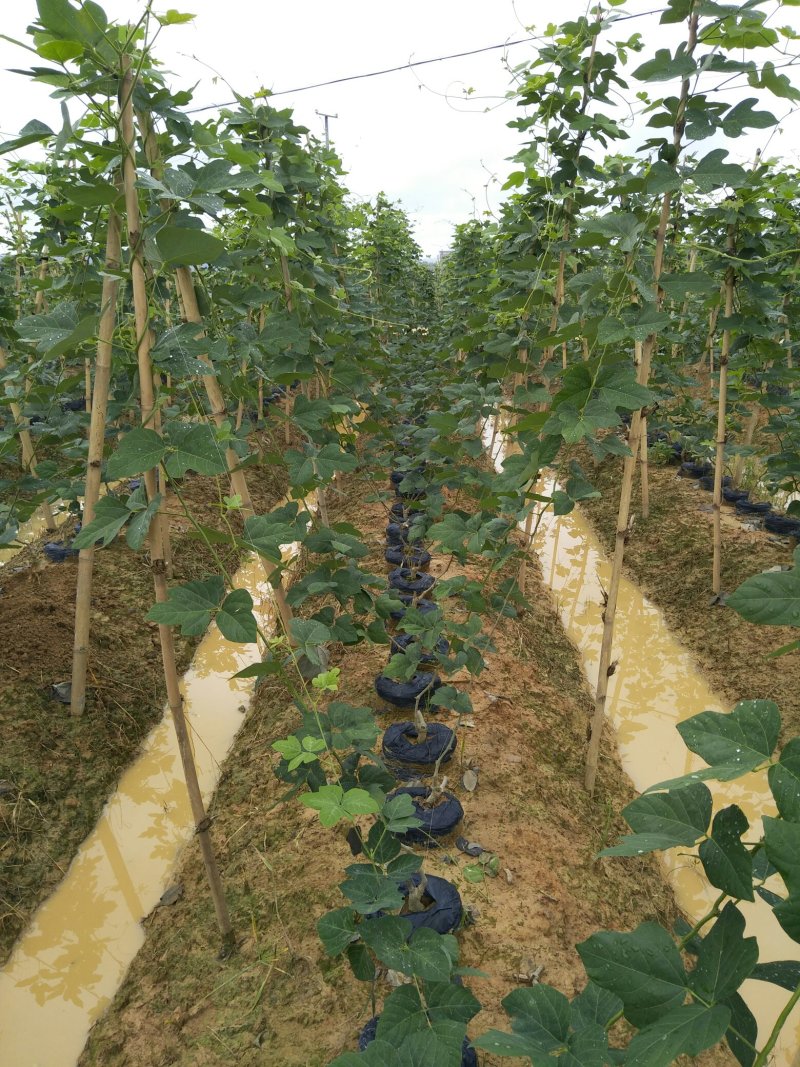 葛根种苗免费技术指导广西无渣粉葛种苗高产粉葛苗
