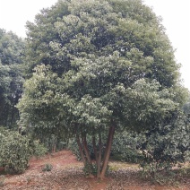 丛生全冠香樟