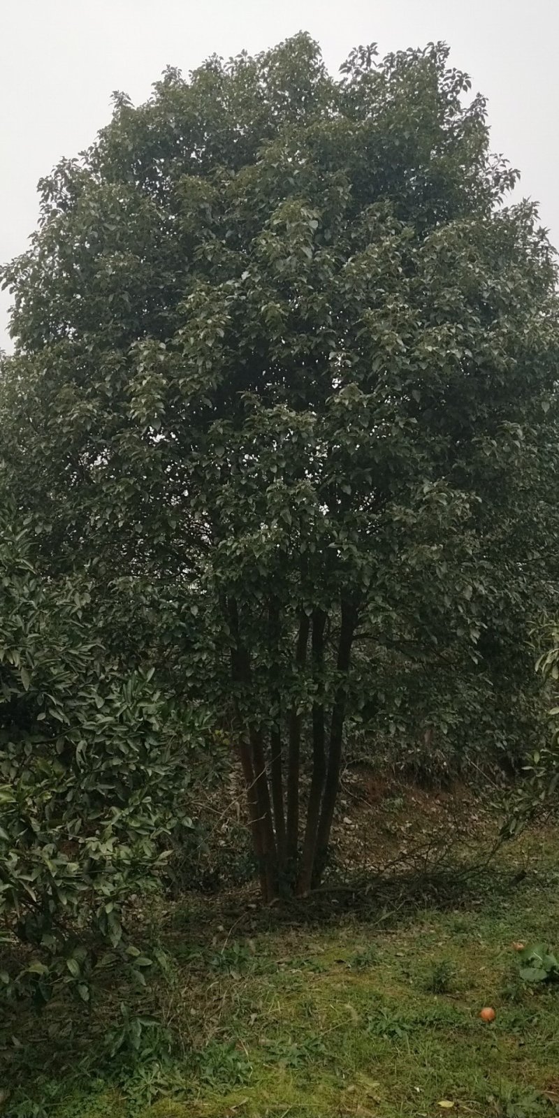 丛生全冠香樟