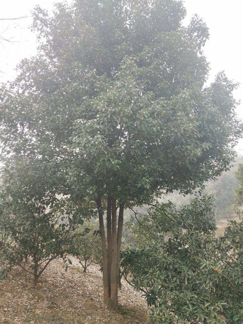 丛生全冠香樟