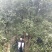 丛生全冠香樟