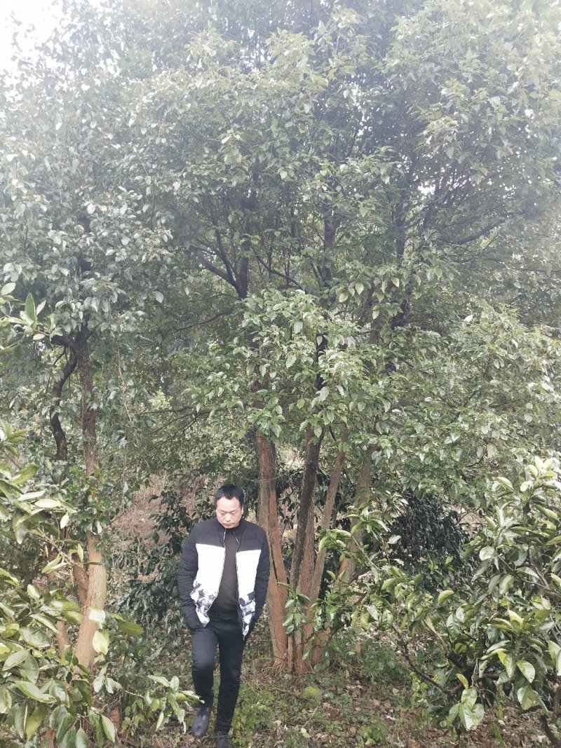 丛生全冠香樟