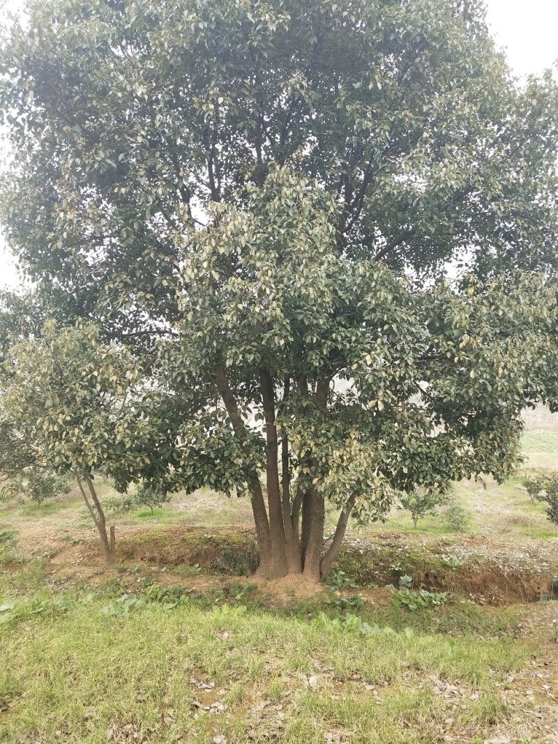 丛生全冠香樟