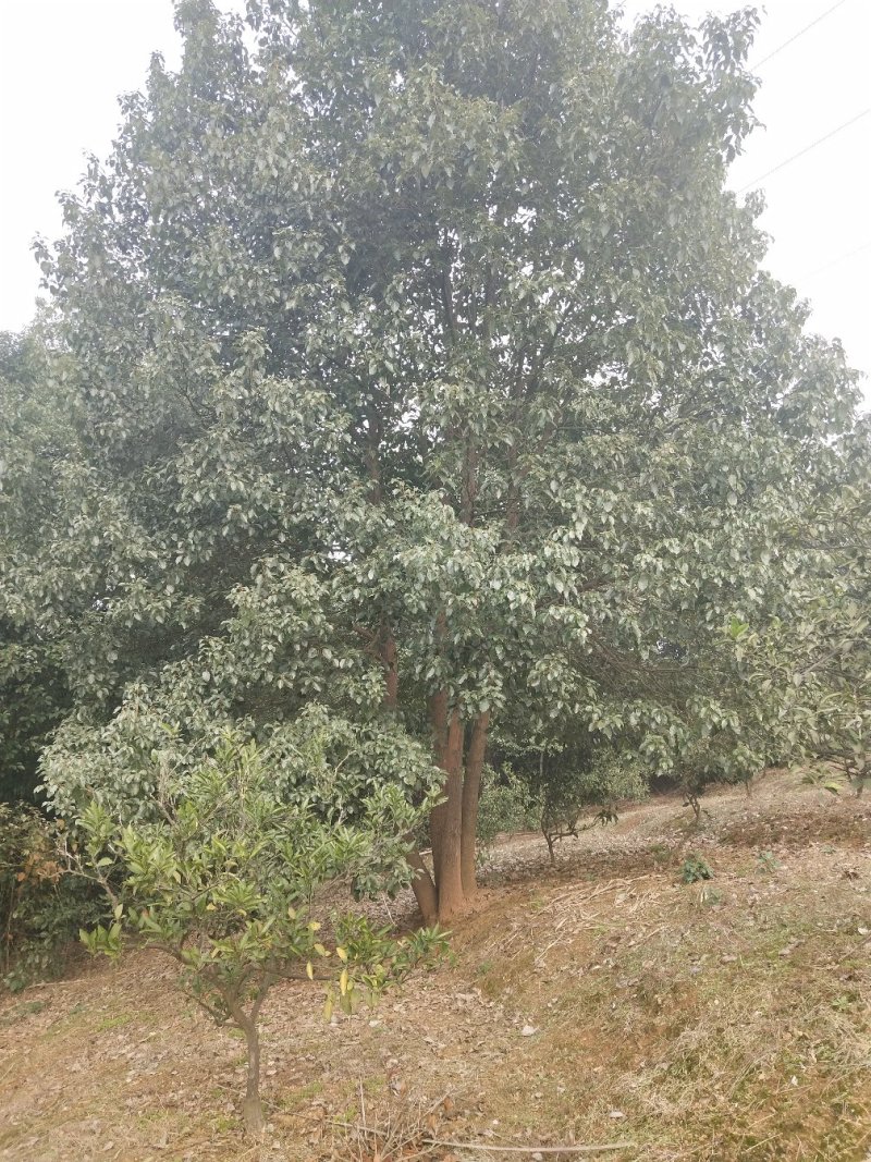 丛生全冠香樟