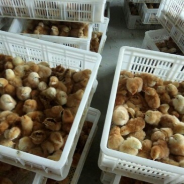红公鸡苗，纯笨鸡苗，麻鸡鸡苗，五黑鸡苗，芦花鸡苗