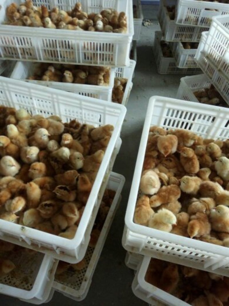 红公鸡苗，纯笨鸡苗，麻鸡鸡苗，五黑鸡苗，芦花鸡苗