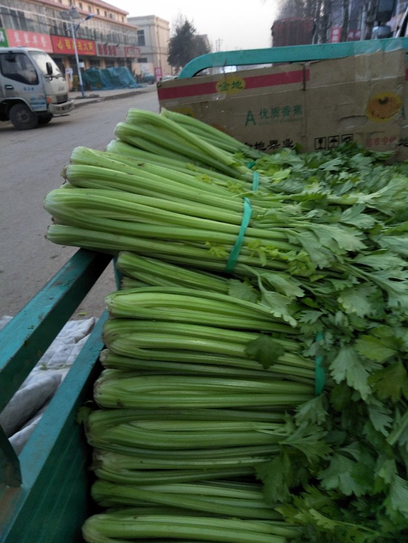 芹菜大量供应欢迎光临
