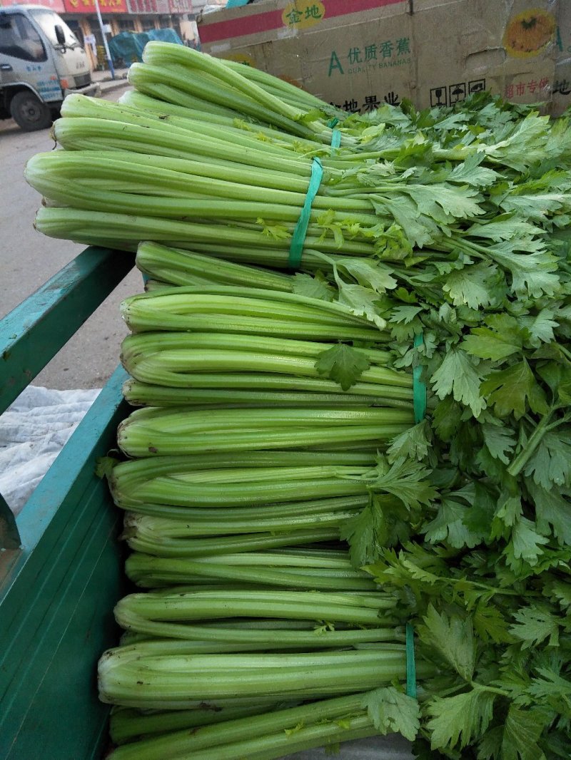 芹菜大量供应欢迎光临