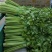 芹菜大量供应欢迎光临