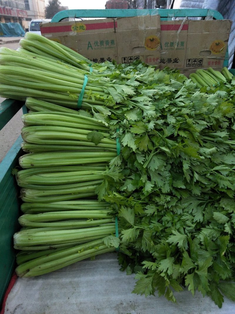 芹菜大量供应欢迎光临