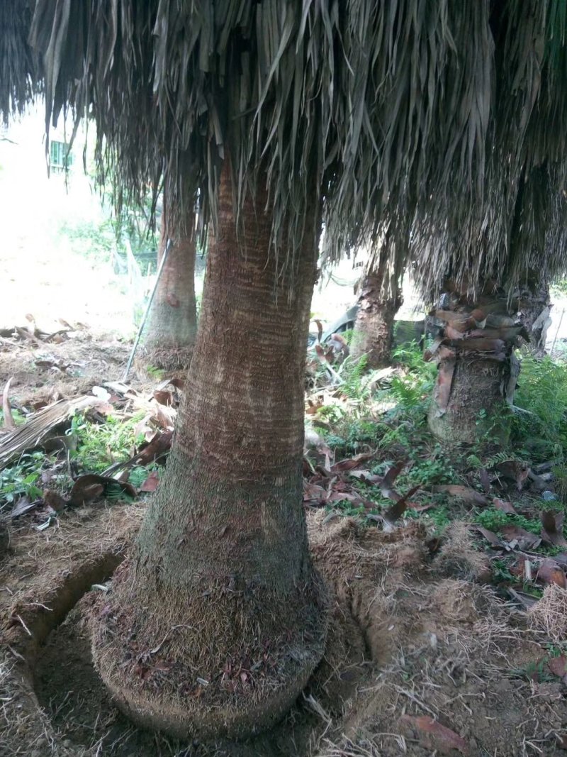 华棕批发华盛顿葵福建漳州闽景园艺场