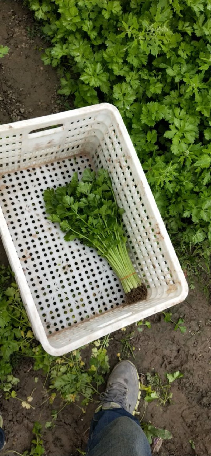 香芹45cm以上常年供应永不断货